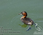 پرنده نگري - کشیم کوچک - Little Grebe - Tachybaptus ruficollis