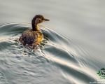 پرنده نگري - کشیم کوچک - Little Grebe - Tachybaptus ruficollis