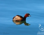 پرنده نگری در ایران - Little Grebe