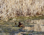پرنده نگري - کشیم کوچک - Little Grebe - Tachybaptus ruficollis