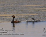 پرنده نگری در ایران - Black-necked Grebe