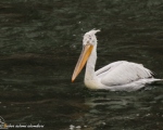 پرنده نگري - پلیکان خاکستری - Dalmatian Pelican - Pelecanus crispus