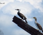 پرنده نگري - باکلان - Great Cormorant - Phalacrocorax carbo
