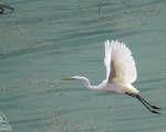 پرنده نگري - اگرت بزرگ - Great White Egret - Egretta alba