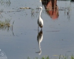 پرنده نگري - اگرت کوچک - Little Egret - Egretta garzetta