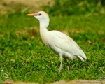 پرنده نگري - گاوچرانک - Cattle Egret - Bubulcus ibis