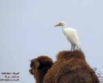 پرنده نگری در ایران - گاوچرانک