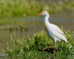 پرنده نگري - گاوچرانک - Cattle Egret - Bubulcus ibis