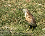پرنده نگری در ایران - Squacco Heron