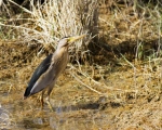 پرنده نگری در ایران - Little Bittern