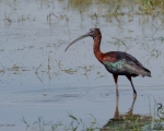 پرنده نگري - اکراس سیاه - Glossy Ibis - Plegadis falcinellus