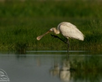 پرنده نگری در ایران - Spoonbill