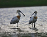 پرنده نگري - کفچه نوک - Eurasian Spoonbill - Platalea leucorodia