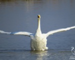 پرنده نگري - قوی فریاد کش - Whooper Swan - Cygnus cygnus