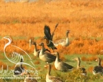 پرنده نگری در ایران - عروس غاز