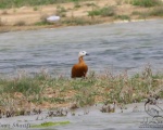 پرنده نگری در ایران - Ruddy Shelduck