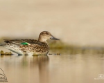 پرنده نگري - خوتکا - Common Teal - Anas crecca