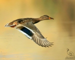 پرنده نگري - کله سبز - Mallard - Anas platyrhynchos