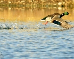 پرنده نگري - کله سبز - Mallard - Anas platyrhynchos