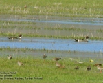 پرنده نگری در ایران - Northern Pintail
