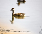پرنده نگری در ایران - Red-crested Pochard