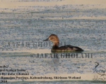 پرنده نگری در ایران - Pochard