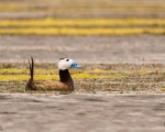 پرنده نگري - اردک سر سفید - White-headed Duck - Oxyura leucocephala