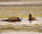 پرنده نگري - اردک سر سفید - White-headed Duck - Oxyura leucocephala