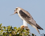 پرنده نگري - کورکور بال سیاه - Common Black-shouldered Kite - Elanus caeruleus