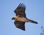 پرنده نگري - هما - Bearded Vulture - Gypaetus barbatus