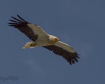 پرنده نگري - کرکس - Egyptian Vulture - Neophron percnopterus