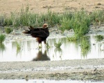پرنده نگری در ایران - Female Marsh Harrier