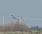 پرنده نگری در ایران - Hen Harrier