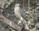 پرنده نگري - پیغوی کوچک - Shikra - Accipiter badius