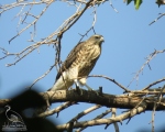 پرنده نگري - پیغوی کوچک - Shikra - Accipiter badius