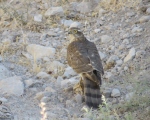 پرنده نگري - قرقی - Eurasian Sparrowhawk - Accipiter nisus