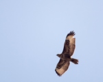 پرنده نگری در ایران - Buteo buteo vulpinus