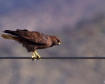 پرنده نگری در ایران - Buzzard