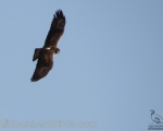 پرنده نگری در ایران - عقاب دوبرادر Bonelli's Eagle