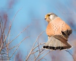 پرنده نگري - دلیجه - Common Kestrel - Falco tinnunculus