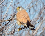 پرنده نگري - دلیجه - Common Kestrel - Falco tinnunculus