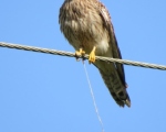 پرنده نگري - دلیجه - Common Kestrel - Falco tinnunculus