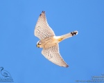 پرنده نگري - دلیجه - Common Kestrel - Falco tinnunculus