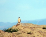 پرنده نگری در ایران - ترمتای-Merlin