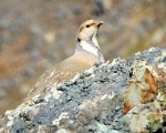 پرنده نگري - کبک دری - Caspian Snowcock - Tetraogallus caspius