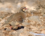 پرنده نگري - کبک - Chukar - Alectoris chukar