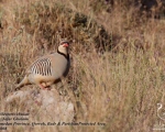 پرنده نگري - کبک - Chukar - Alectoris chukar