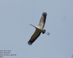 پرنده نگری در ایران - Common Crane