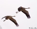 پرنده نگري - درنا - Eurasian Crane - Grus grus