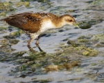 پرنده نگری در ایران - یلوه نوک سبز Baillon's Crake